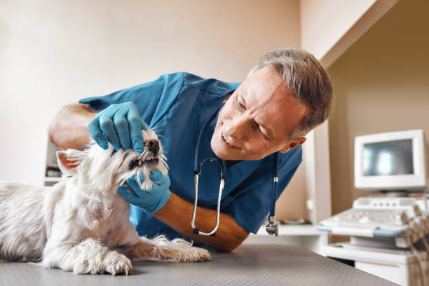 Best 24-Hour Dental Clinic Near Me  in Morse, LA